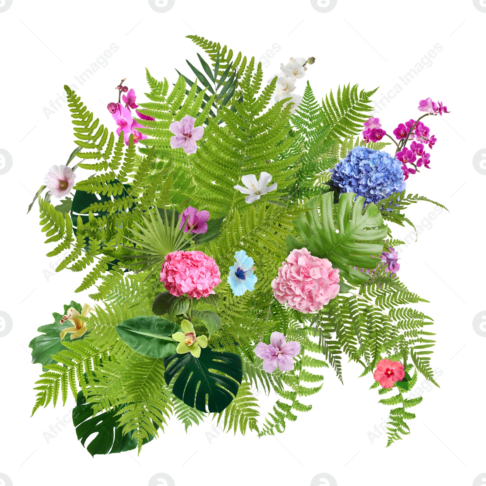 Image of Beautiful composition with tropical leaves and flowers on white background