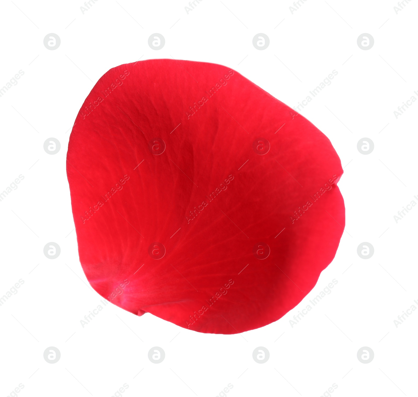 Photo of Fresh red rose petal isolated on white