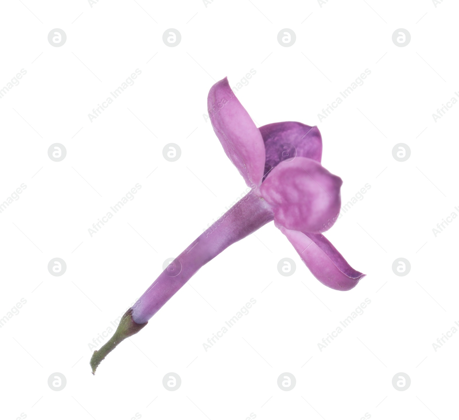 Photo of Beautiful purple lilac blossom isolated on white