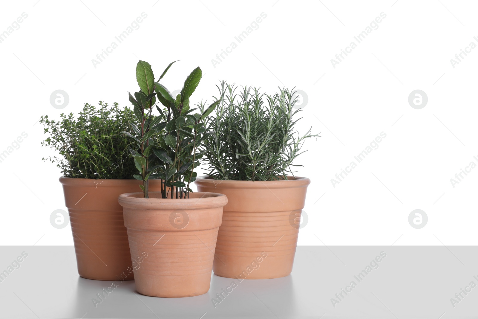 Photo of Pots with thyme, bay and rosemary on white background