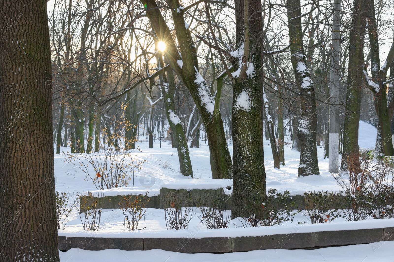 Photo of Sunbeams shining through trees in snowy park