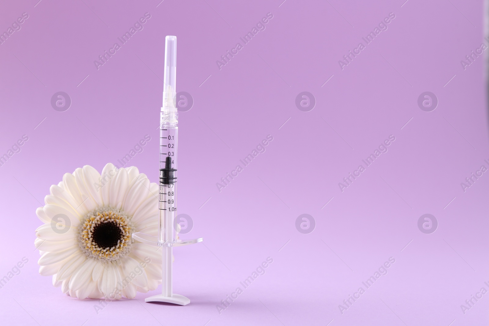 Photo of Cosmetology. Medical syringe and gerbera flower on violet background, space for text