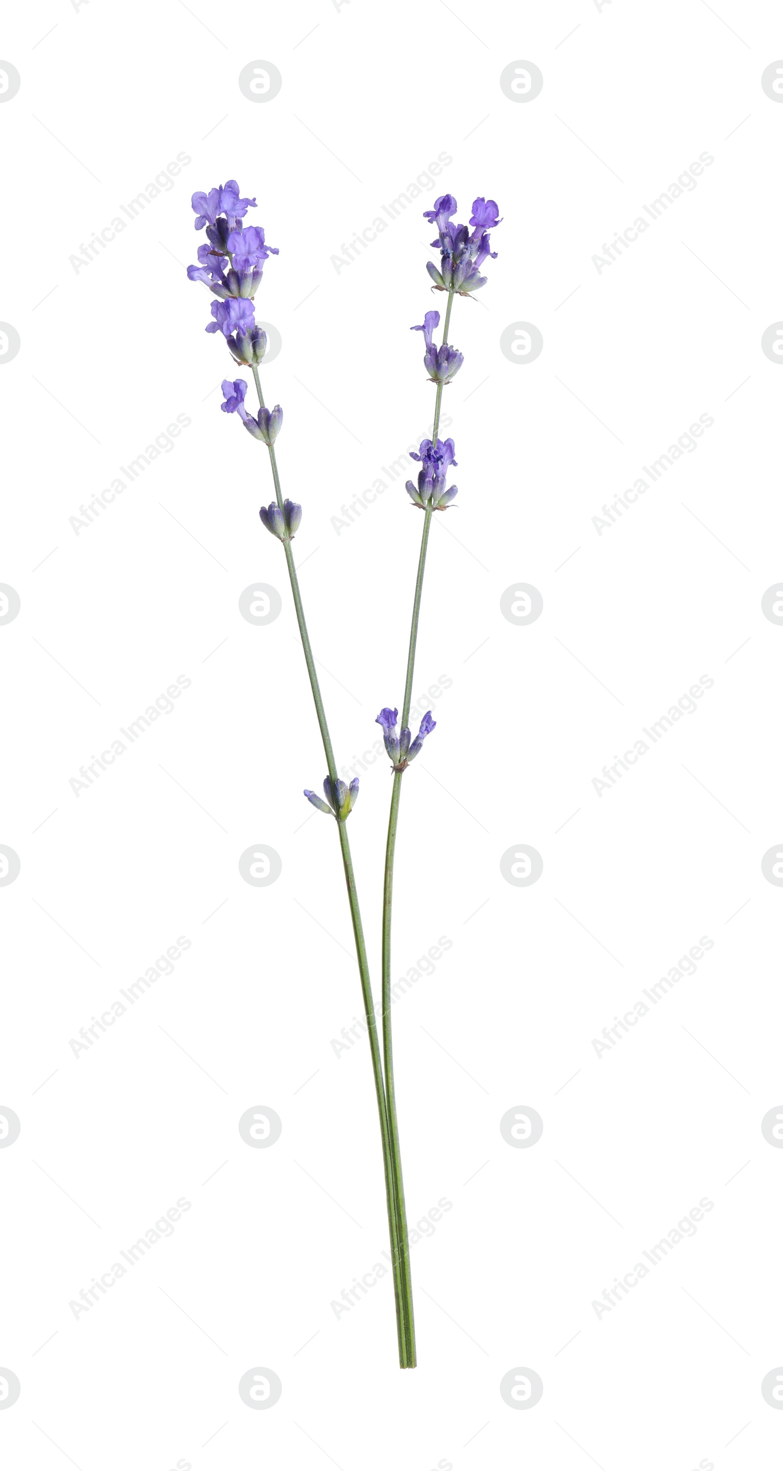 Photo of Beautiful blooming lavender flowers isolated on white