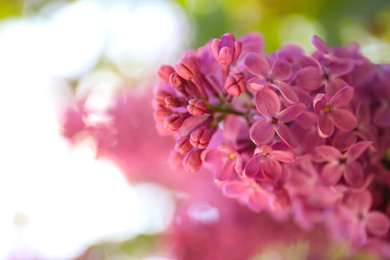 Closeup view of beautiful blossoming lilac shrub outdoors