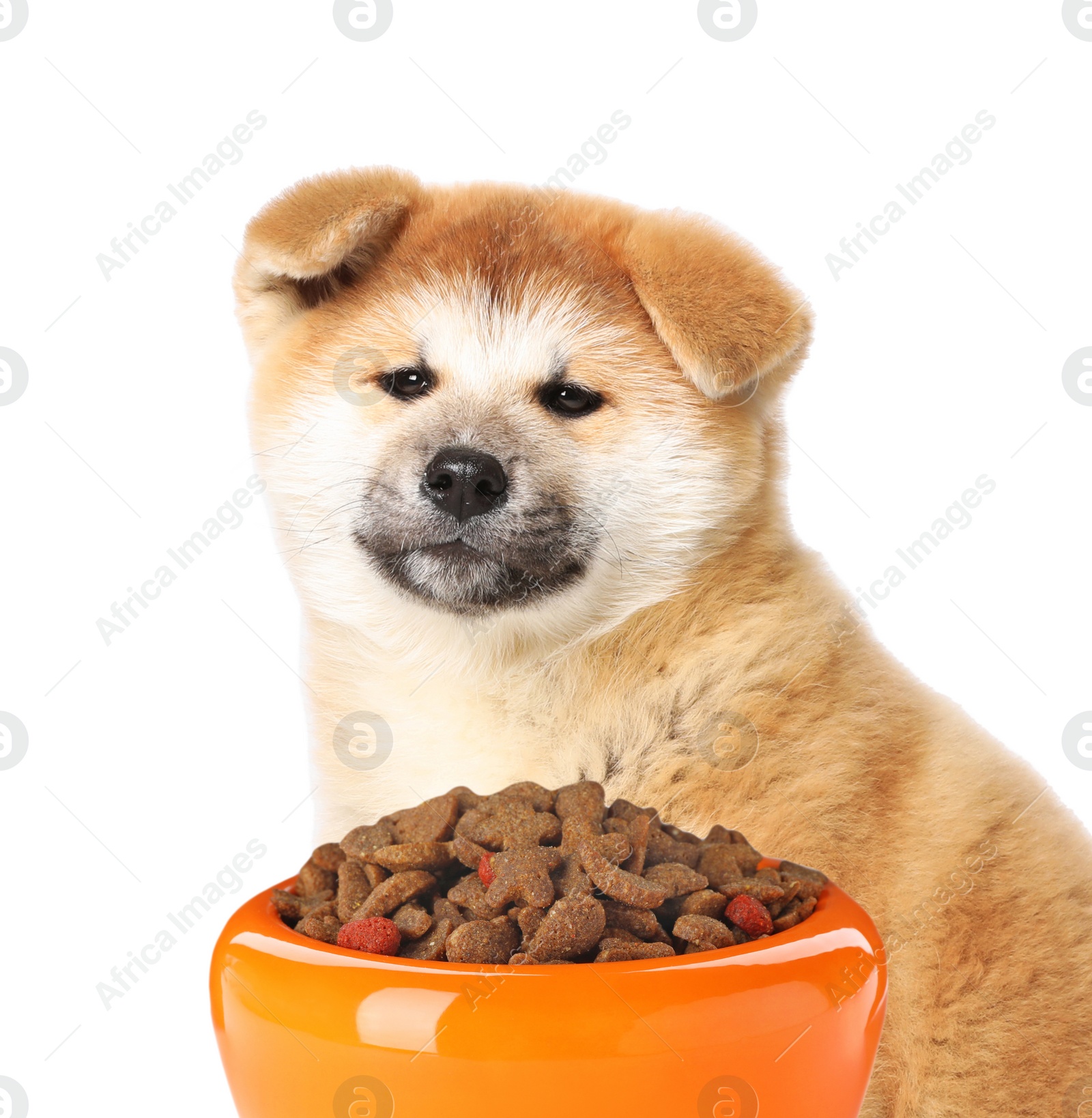 Image of Cute Akita Inu puppy and feeding bowl with dog food on white background