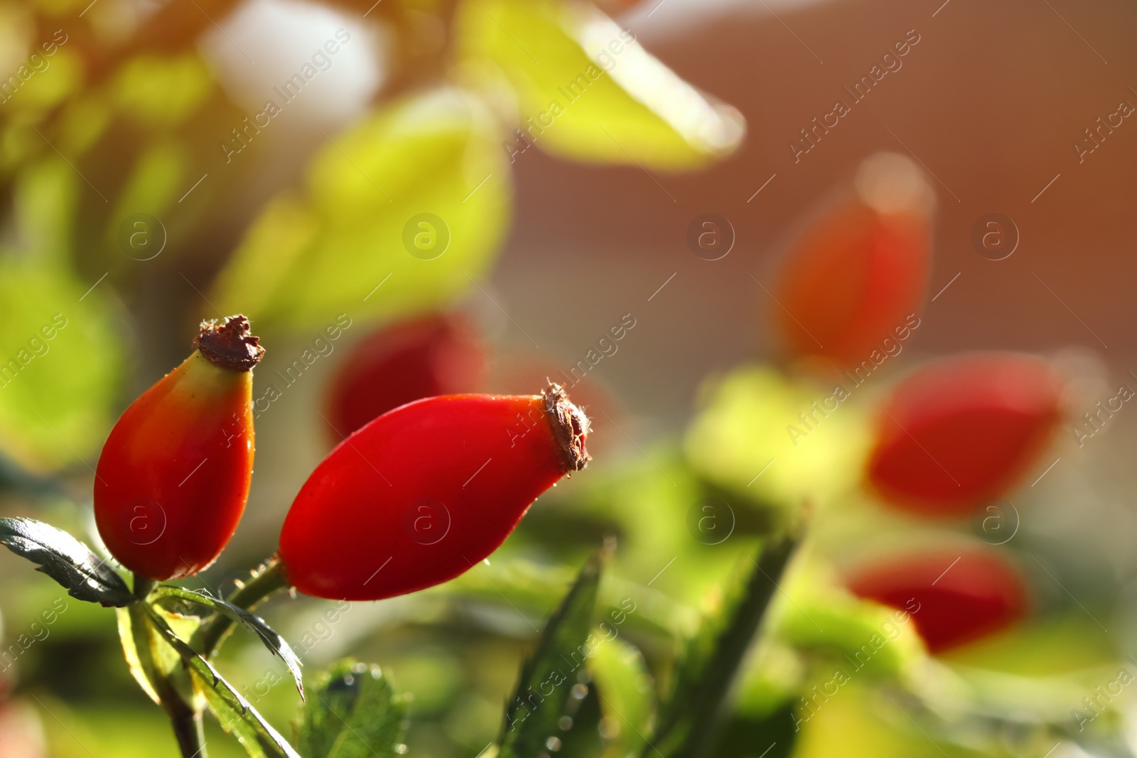 Photo of Rose hip bush with ripe red berries in garden, closeup