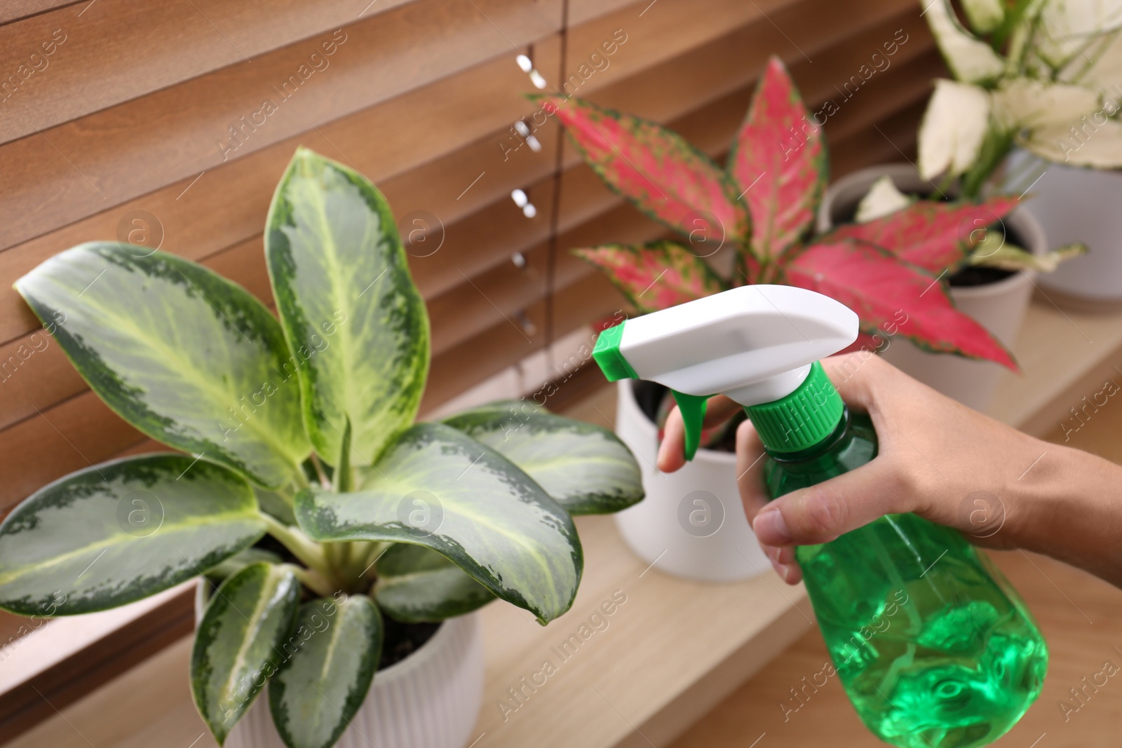 Photo of Woman spraying houseplant on windowsill at home, closeup