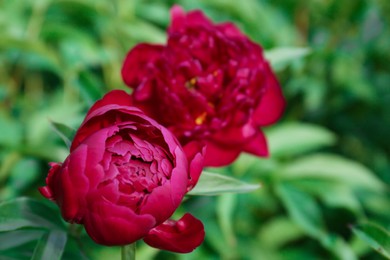 Photo of Beautiful burgundy peonies outdoors, closeup. Space for text