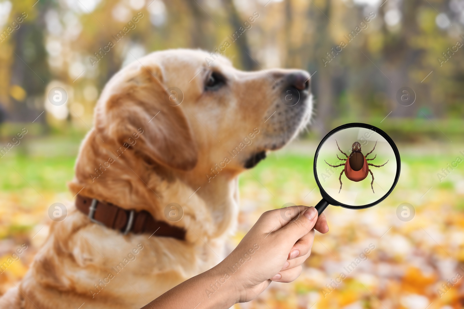 Image of Cute dog outdoors and woman showing tick with magnifying glass, selective focus. Illustration