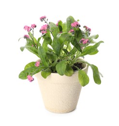 Photo of Beautiful potted Forget-me-not flowers on white background