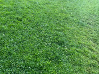 Beautiful meadow with fresh green grass on sunny day