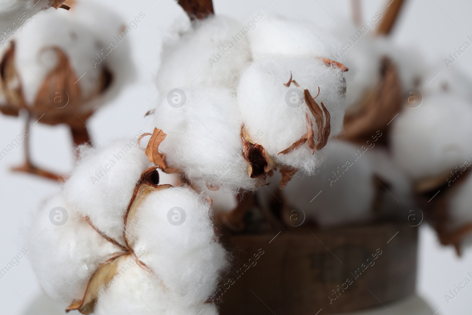 Photo of Beautiful fluffy cotton flowers in vase, closeup