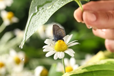 Photo of Woman covering butterfly with leaf on rainy day, closeup