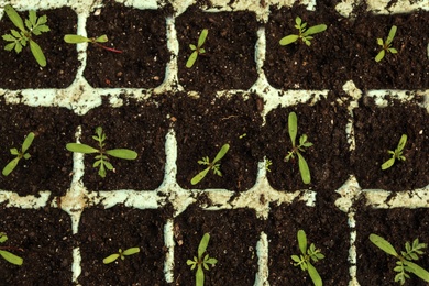 Many fresh seedlings growing in cultivation tray, top view. Home gardening