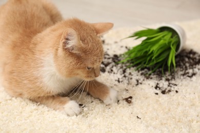 Photo of Cute ginger cat near overturned houseplant on carpet indoors, closeup