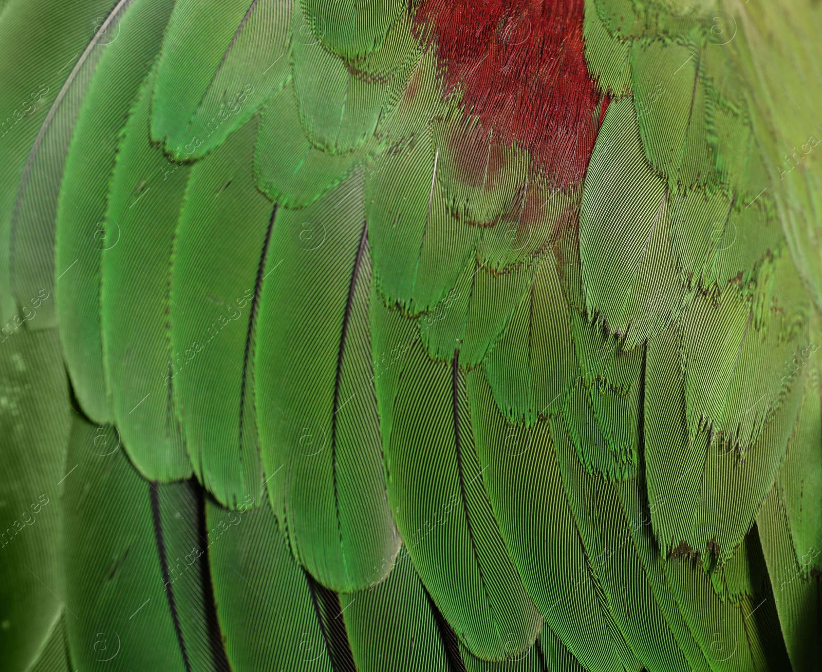 Photo of Colorful feathers of Alexandrine Parakeet as background, closeup