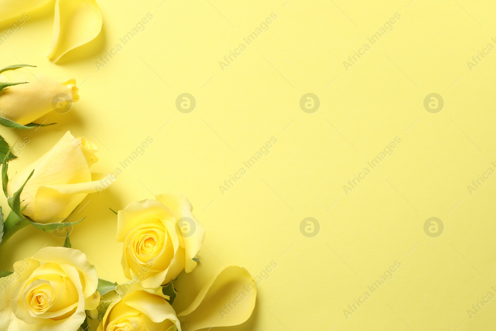 Photo of Beautiful roses and petals on yellow background, flat lay. Space for text