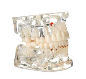Artificial jaw model with teeth for education on white background. Medical item