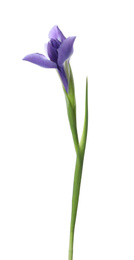 Photo of Beautiful iris isolated on white. Spring flower