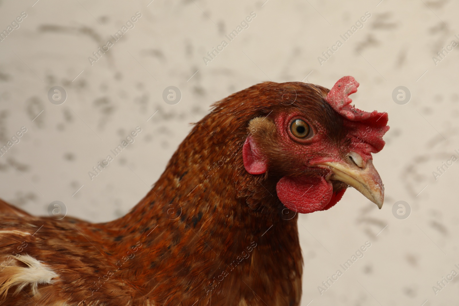 Photo of Beautiful red chicken on light background. Domestic animal