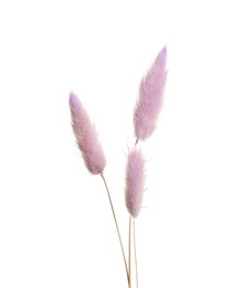 Photo of Beautiful tender dried flowers on white background.