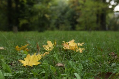 Photo of Fallen yellow leaves on grass in autumn