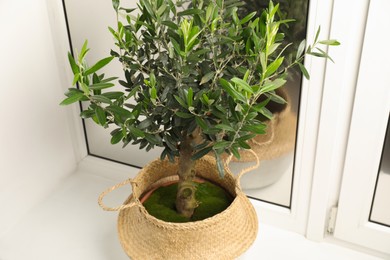 Photo of Pot with olive tree on window sill indoors, above view. Interior element