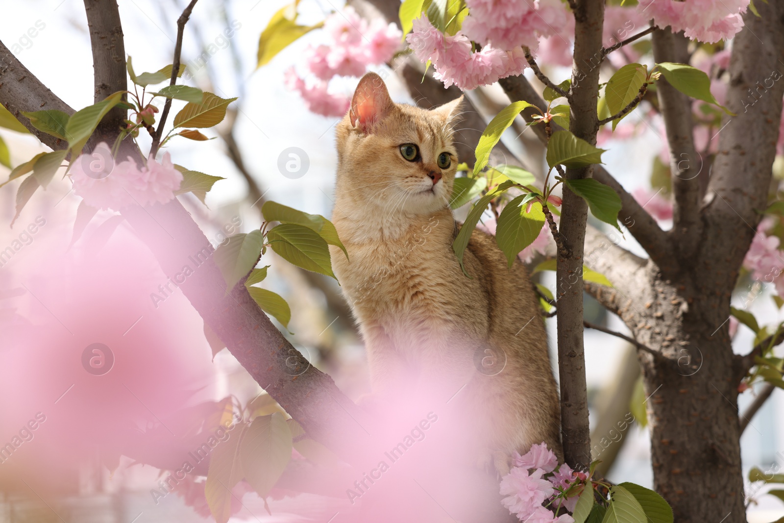 Photo of Cute cat on spring tree branch with beautiful blossoms outdoors