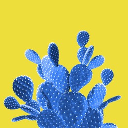Beautiful blue cactus plant on yellow background
