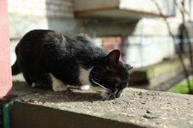 Photo of Homeless cat eating dry food outdoors. Abandoned animal