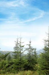 Photo of Picturesque landscape with beautiful green conifer forest