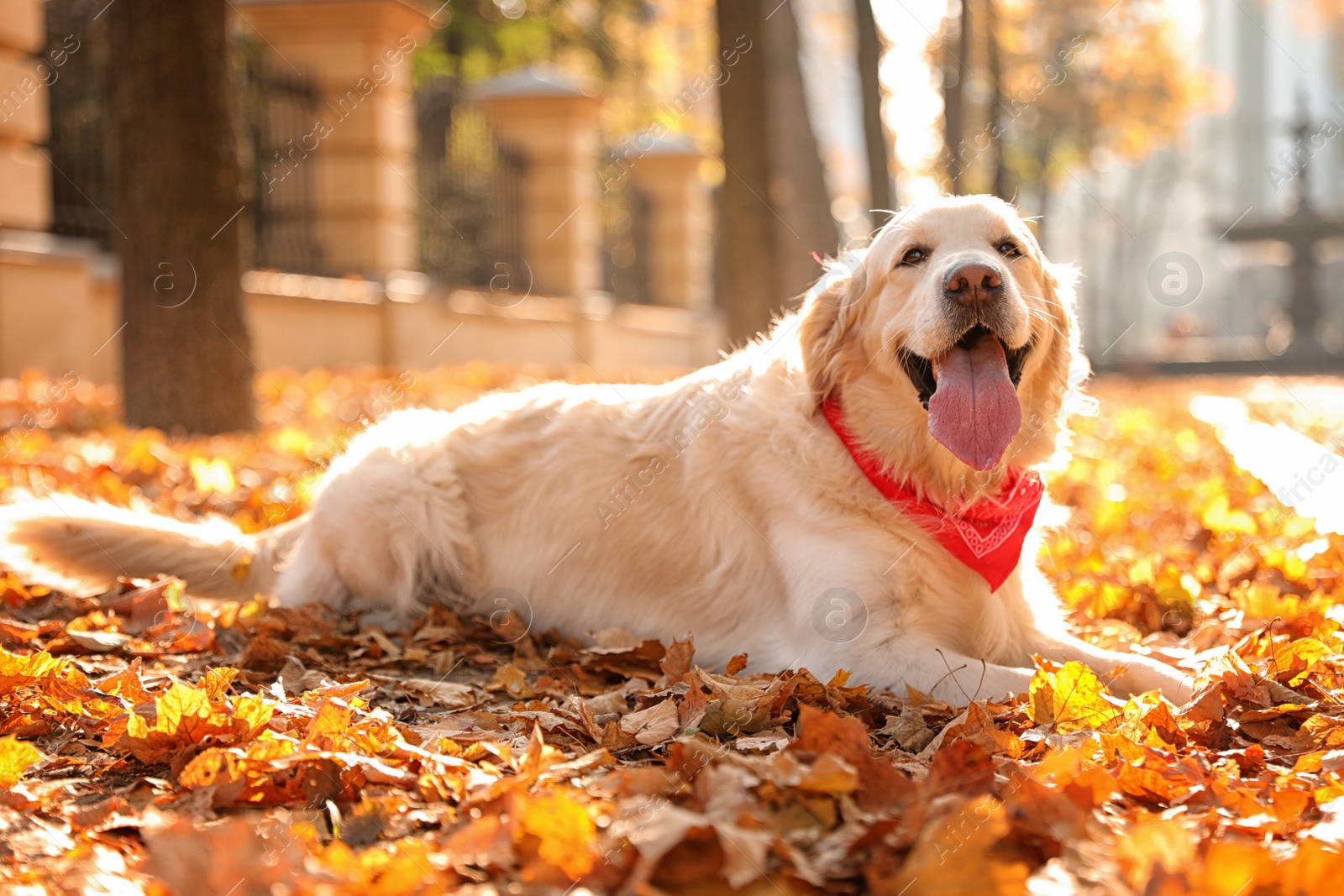 Photo of Funny Golden retriever in sunny autumn park