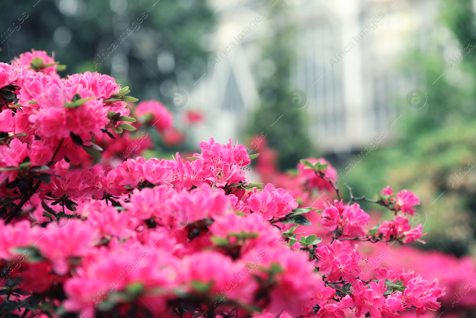 Photo of Beautiful tiny tropical flowers in botanical garden, closeup