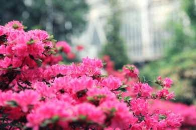 Photo of Beautiful tiny tropical flowers in botanical garden, closeup