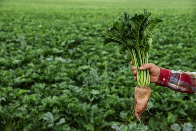 Photo of Man holding white beet in field, closeup. Space for text