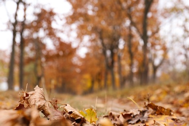 Photo of Dry autumn leaves on ground in park, closeup