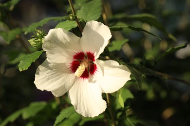 Photo of Beautiful white hibiscus flower growing outdoors, closeup