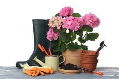 Beautiful blooming plant, garden tools and accessories on grey wooden table against white background