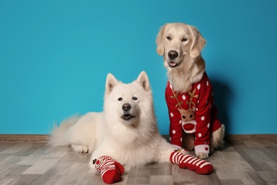 Photo of Cute Labrador Retriever in Christmas sweater and Samoyed dog with socks on floor