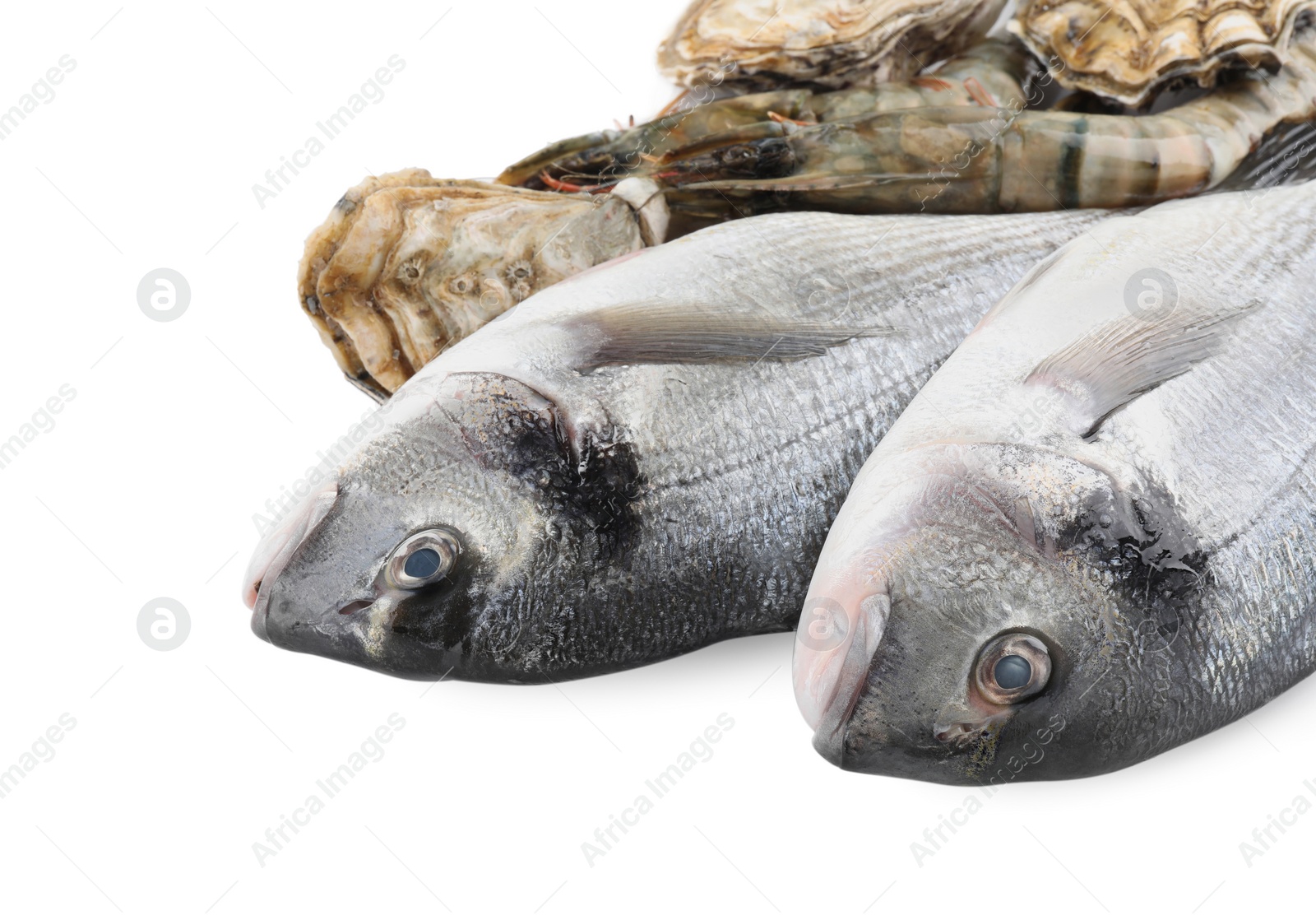 Photo of Fresh dorado fish, oysters and shrimps on white background, closeup