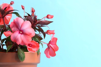 Photo of Impatiens in terracotta flower pot on light blue background, closeup. Space for text