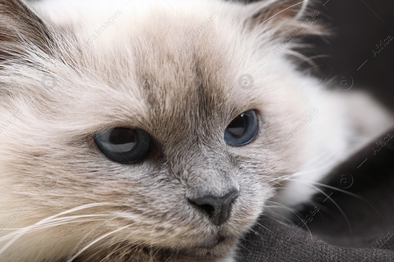 Photo of Birman cat with beautiful blue eyes on dark background, closeup