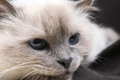 Birman cat with beautiful blue eyes on dark background, closeup