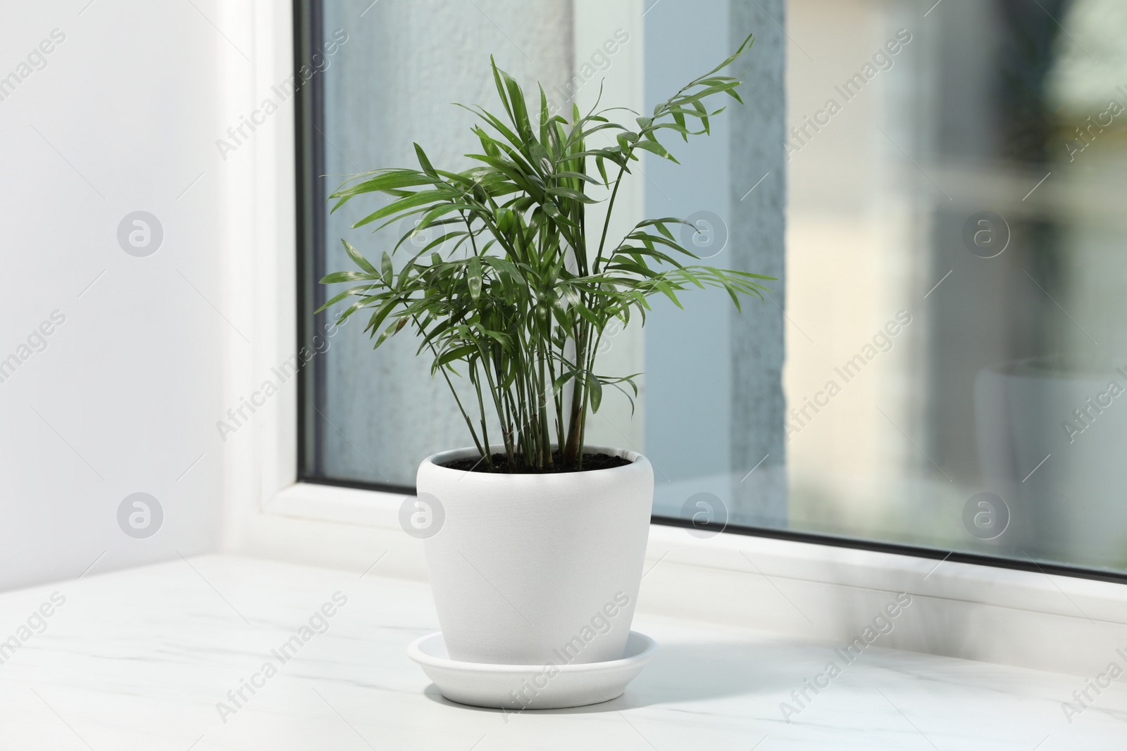 Photo of Beautiful potted houseplant on white window sill