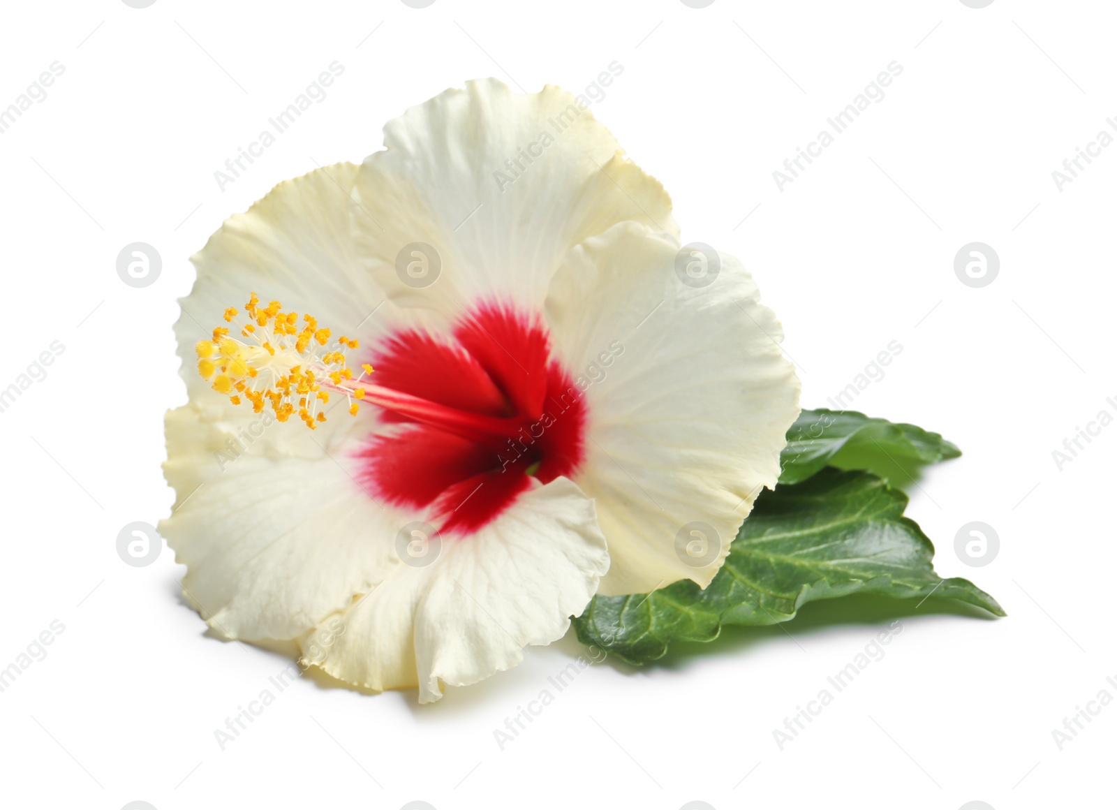 Photo of Beautiful tropical Hibiscus flower on white background