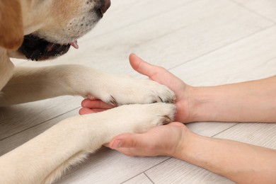 Photo of Dog giving paws to man at home, closeup