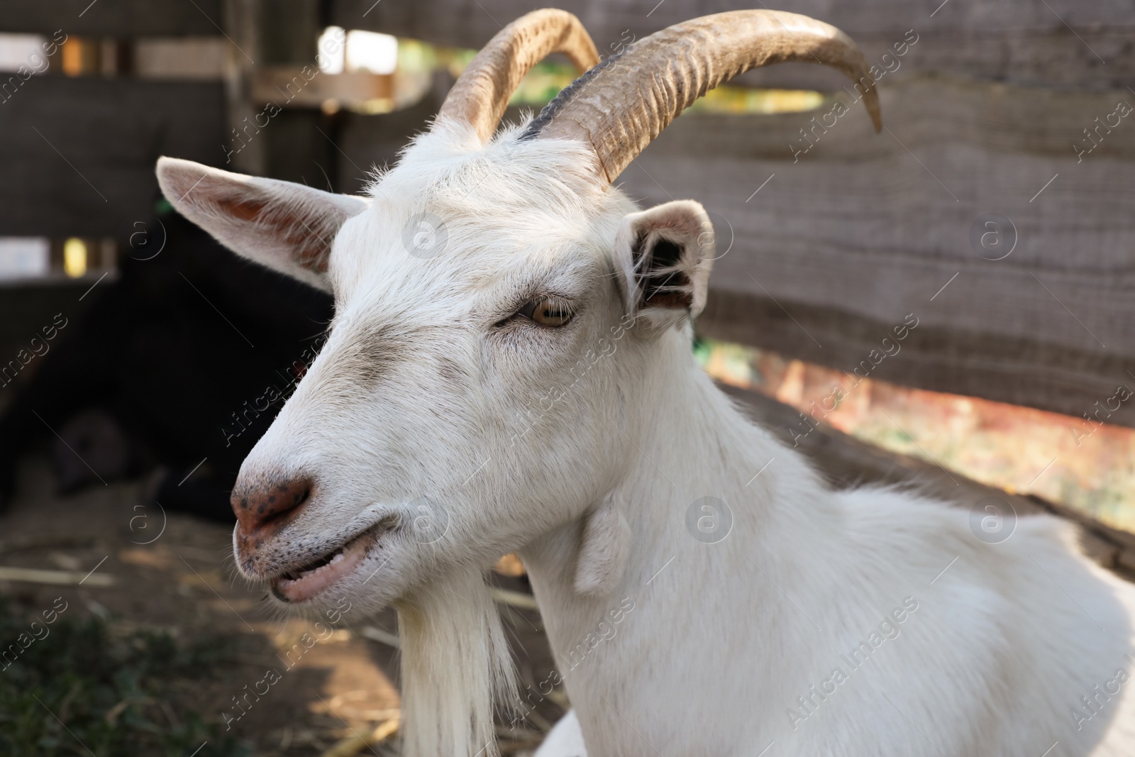 Photo of Cute domestic goat on farm, closeup. Animal husbandry