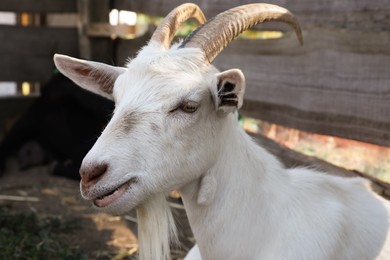 Photo of Cute domestic goat on farm, closeup. Animal husbandry