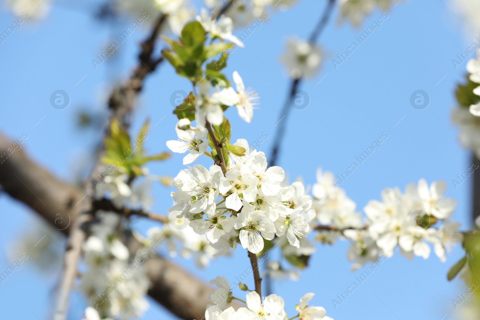 Photo of Branch of blossoming cherry plum tree against blue sky, closeup