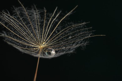 Photo of Seed of dandelion flower with water drops on black background, closeup